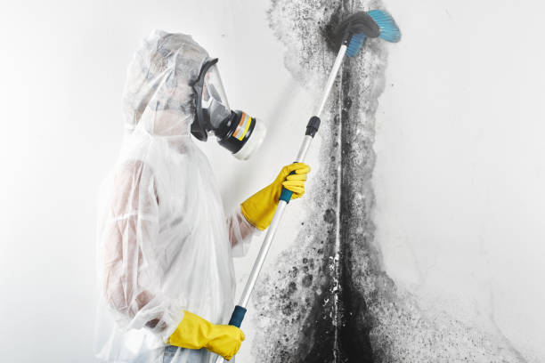 Best Asbestos and Lead Testing During Mold Inspection  in Pickerington, OH